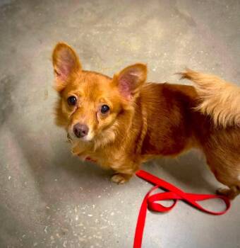 Dolly -  Chihuahua Dog for Adoption in Fort Walton Beach, Florida - Dolly | PetCurious