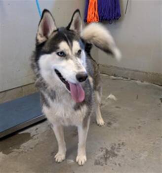 Siberian Husky Dogs Available for Adoption in Camarillo, California - MIKHAIL | PetCurious