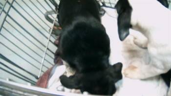 Rescue Labrador Retriever Dogs for Adoption in Tulsa, Oklahoma - A177328 | PetCurious