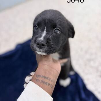 BOOT 3046 -  Mixed Breed Dog for Adoption in Loxahatchee Groves, Florida - BOOT 3046 | PetCurious