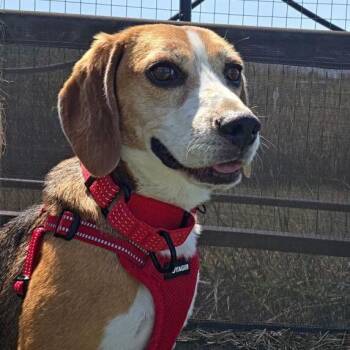 Andy -  Beagle Dog for Adoption in Nowata, Oklahoma - Andy | PetCurious