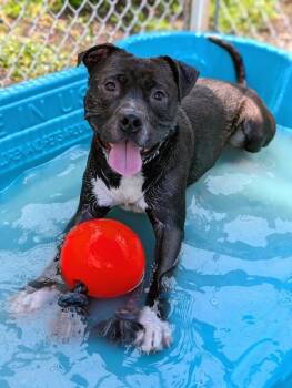 Hughie -  Mixed Breed Dog for Adoption in Miamitown, Ohio - Hughie | PetCurious