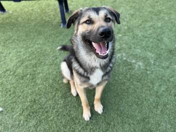 ROCKY -  German Shepherd Dog and Mixed Breed Dog for Adoption in Dallas, Texas - ROCKY | PetCurious