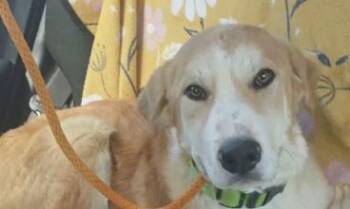 Golden Retriever and Great Pyrenees Dogs Available for Adoption in Frazier Park, California - Rupert | PetCurious