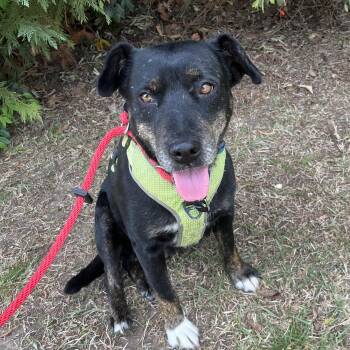 Mixed Breed Dogs Available for Adoption in Columbia, South Carolina - Sally | PetCurious