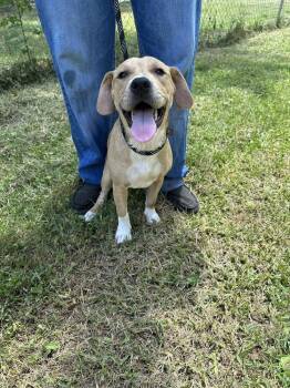 Willow -  American Bully Dog for Adoption in New Bedford, Massachusetts - Willow | PetCurious