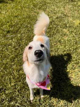 Great Pyrenees Dogs Available for Adoption in Garland, Texas - Heaven | PetCurious