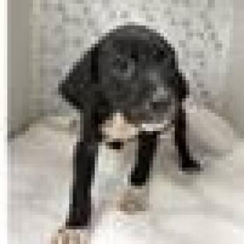 Lisa -  Black And Tan Coonhound and Mixed Breed Dog for Adoption in Tampa, Florida - Lisa | PetCurious