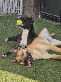 Pit Bull Terrier and Labrador Retriever Dogs Available for Adoption in Youngsville, North Carolina - Yara | PetCurious