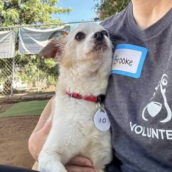 Chihuahua Dogs Available for Adoption in Ramona, California - Elvis | PetCurious