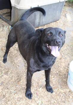 Rescue Terrier and Labrador Retriever Dogs for Adoption in Troy, Alabama - Salsa | PetCurious