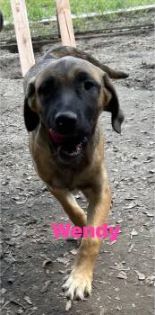 German Shepherd Dog Dogs Available for Adoption in Pine Bluff, Arkansas - Wendy | PetCurious