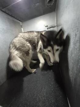 Husky Dogs Available for Adoption - HAMSTER | PetCurious