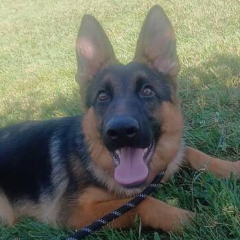 Mars -  German Shepherd Dog Dog for Adoption in Evansville, Indiana - Mars | PetCurious