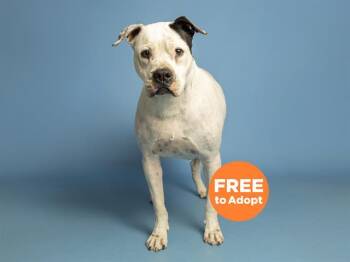 BRUNO -  Pit Bull Terrier and Shar Pei Dog for Adoption in Phoenix, Arizona - BRUNO | PetCurious