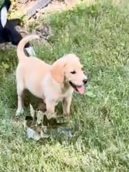 Dolly -  Dachshund and Beagle Dog for Adoption - Dolly | PetCurious