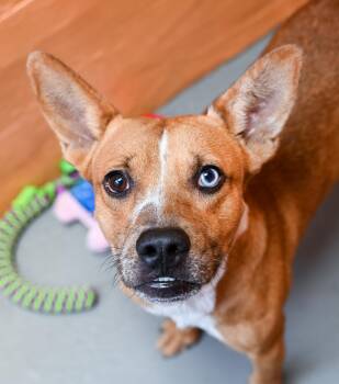 Rescue Terrier and Basenji Dogs for Adoption in Chattanooga, Tennessee - Poseidon | PetCurious