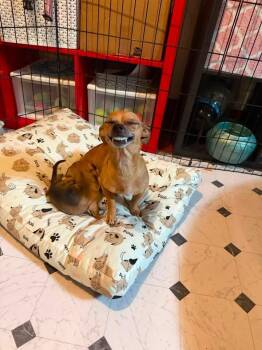 Autumn -  Chihuahua Dog for Adoption in Berlin, New Jersey - Autumn | PetCurious