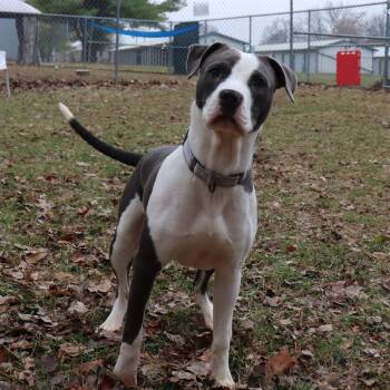 Rescue Pit Bull Terrier and Mixed Breed Dogs for Adoption in Springfield, Illinois - Theodore | PetCurious