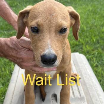 Ringo -  Mixed Breed Dog for Adoption in Livingston, Texas - Ringo | PetCurious