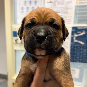 Mixed Breed Dogs Available for Adoption - Cedar | PetCurious