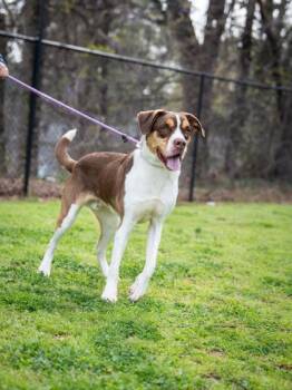 Mixed Breed Dogs Available for Adoption in Chamblee, Georgia - Kevin | PetCurious