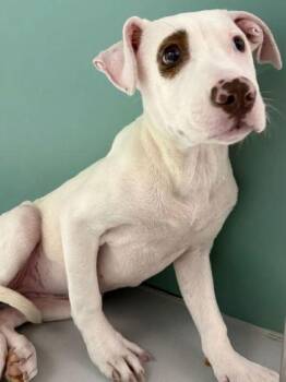 Snowspot~FOSTER or FOSTER TO ADOPT NEEDED~ -  Pit Bull Terrier Dog for Adoption in Minneapolis, Minnesota - Snowspot~FOSTER Or FOSTER TO ADOPT NEEDED~ | PetCurious