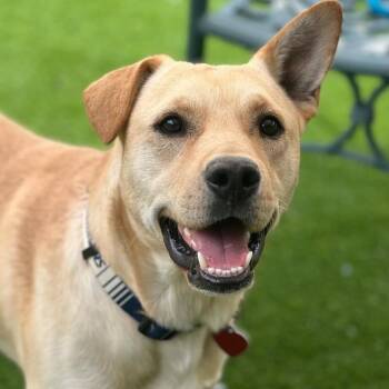 Labrador Retriever Dogs Available for Adoption in San Diego, California - Sloane | PetCurious