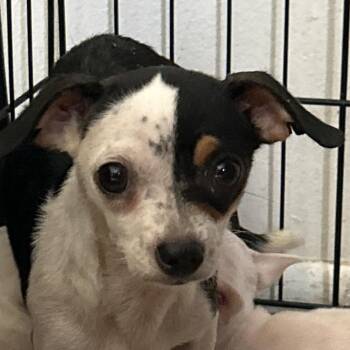 Patricia -  Mixed Breed Dog for Adoption in Leander, Texas - Patricia | PetCurious