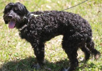 Poodle Dogs Available for Adoption in Algood, Tennessee - Lia | PetCurious