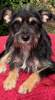 Keepsake -  Schnauzer and Terrier Dog for Adoption in Brookshire, Texas - Keepsake | PetCurious