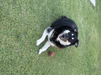 Bingo GDP -  German Shepherd Dog Dog for Adoption in Dallas, Texas - Bingo GDP | PetCurious