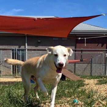 Mater -  Labrador Retriever and Great Pyrenees Dog for Adoption in Birmingham, Alabama - Mater | PetCurious