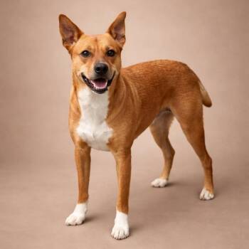 Basenji Dogs Available for Adoption - Whiskey | PetCurious