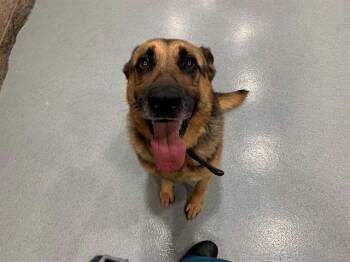 Rescue Shepherd Dogs for Adoption in San Marcos, California - URGENT! SAVE ME PLEASE! Barkley ID#A545347 | PetCurious