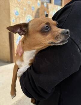 Chihuahua Dogs Available for Adoption in Canon City, Colorado - Dale | PetCurious