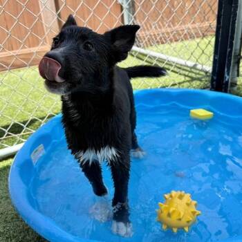 Sulai -  Collie and Mixed Breed Dog for Adoption in Hawthorne, California - Sulai | PetCurious