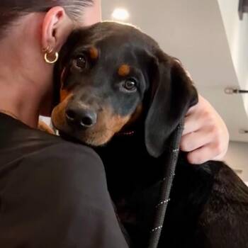 Bone in foster care -  Rottweiler Dog for Adoption in Plainfield, Illinois - Bone In Foster Care | PetCurious