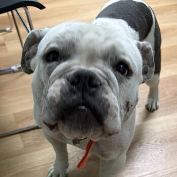 BC Stray(Nala) -  American Bulldog Dog for Adoption in Idaho Falls, Idaho - BC Stray(Nala) | PetCurious
