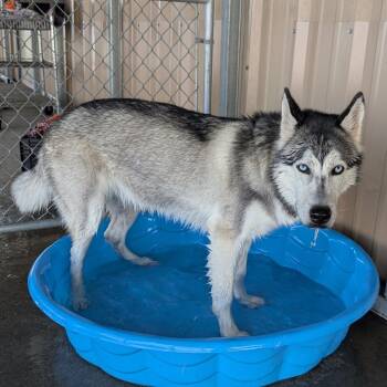 Husky Dogs Available for Adoption - Clover | PetCurious