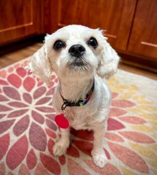 Vanilla -  Poodle Dog for Adoption in Seattle, Washington - Vanilla | PetCurious
