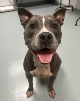 DRAGONFLY -  Pit Bull Terrier Dog for Adoption in St. Cloud, Florida - DRAGONFLY | PetCurious