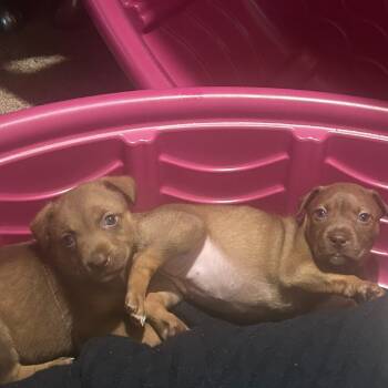 Rescue Pit Bull Terrier Dogs for Adoption in Austin, Texas - Monroe | PetCurious