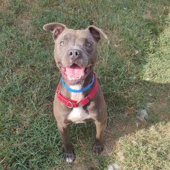 Blue -  Mixed Breed Dog for Adoption in Chattanooga, Tennessee - Blue | PetCurious