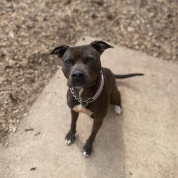 Milly 02-1509 -  Pit Bull Terrier and Mixed Breed Dog for Adoption in Covington, Georgia - Milly 02-1509 | PetCurious