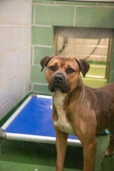 American Bully Dogs Available for Adoption - Phillip - OUT OF TOWN DOG-COURTESY POST-DETAILS BELOW | PetCurious