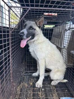 Meeko -  Norwegian Elkhound and Mixed Breed Dog for Adoption in Fresno, California - Meeko | PetCurious