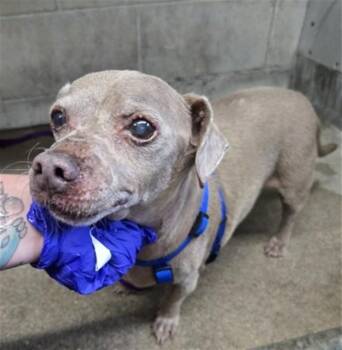 PHOENIX -  Chihuahua and Mixed Breed Dog for Adoption in San Bernardino, California - PHOENIX | PetCurious