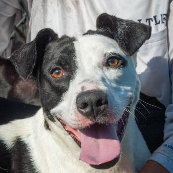 Rescue Labrador Retriever Dogs for Adoption in Brunswick, Georgia - FAITH | PetCurious