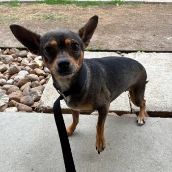Chihuahua Dogs Available for Adoption - Cristina | PetCurious